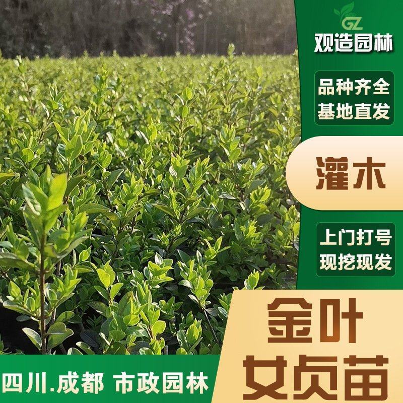 金叶女贞小苗四川庭院别墅绿化带工程四季常青绿植金叶植物篱