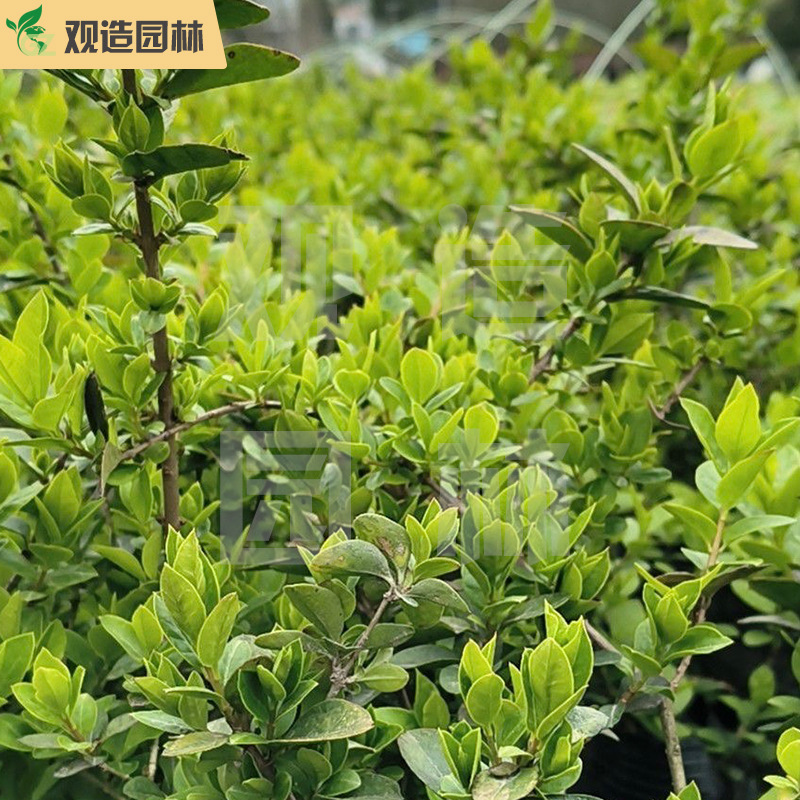 金叶女贞小苗四川庭院别墅绿化带工程四季常青绿植金叶植物篱