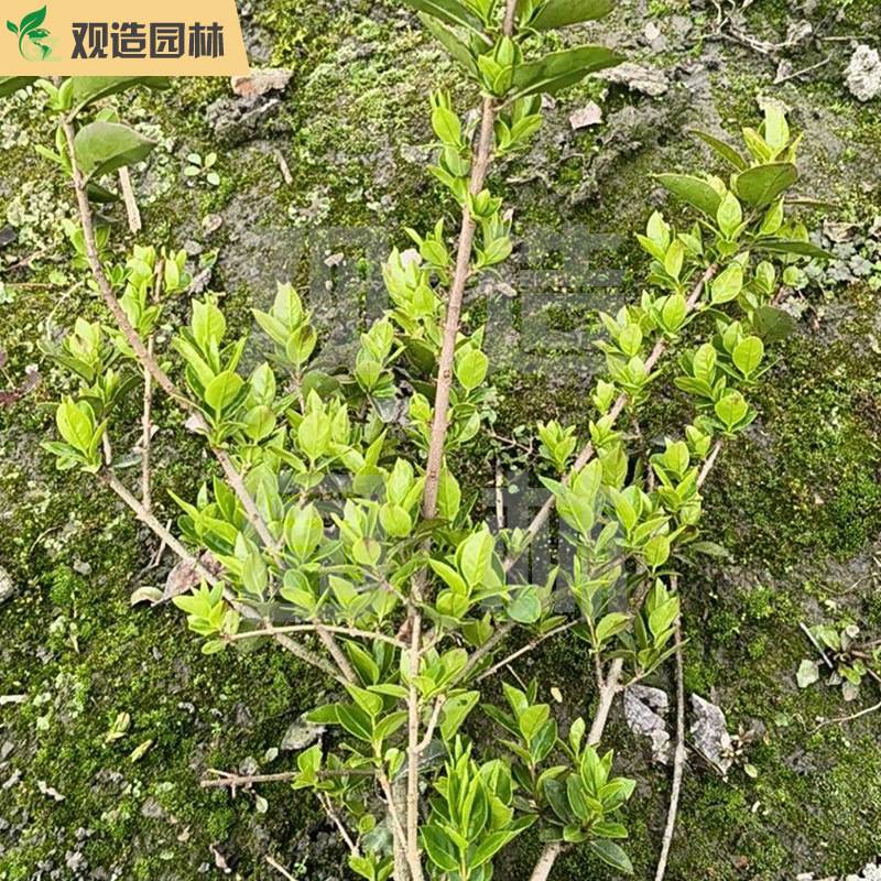 金叶女贞小苗四川庭院别墅绿化带工程四季常青绿植金叶植物篱
