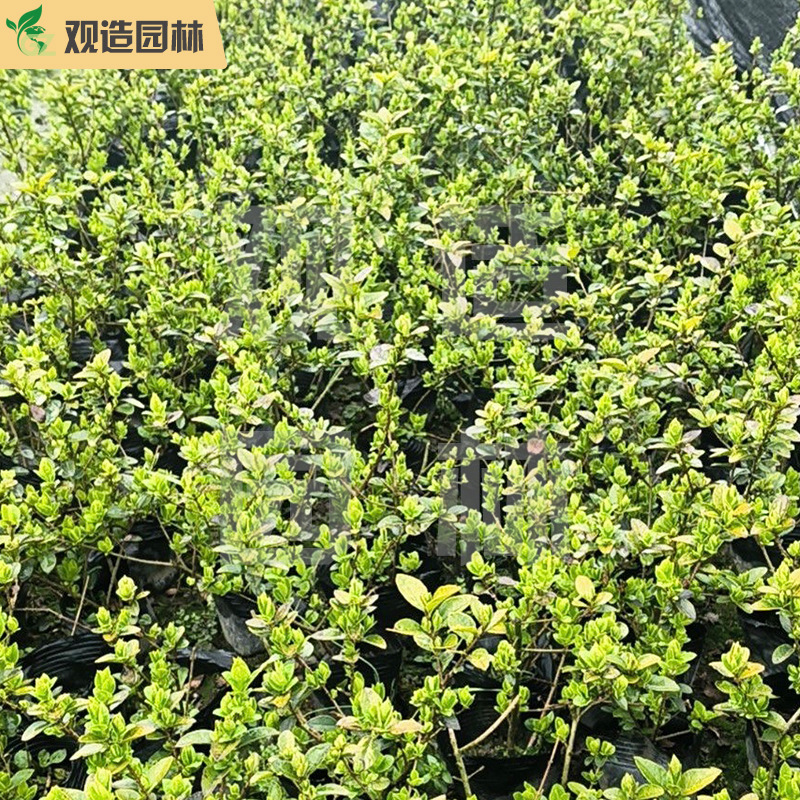 金叶女贞小苗四川庭院别墅绿化带工程四季常青绿植金叶植物篱