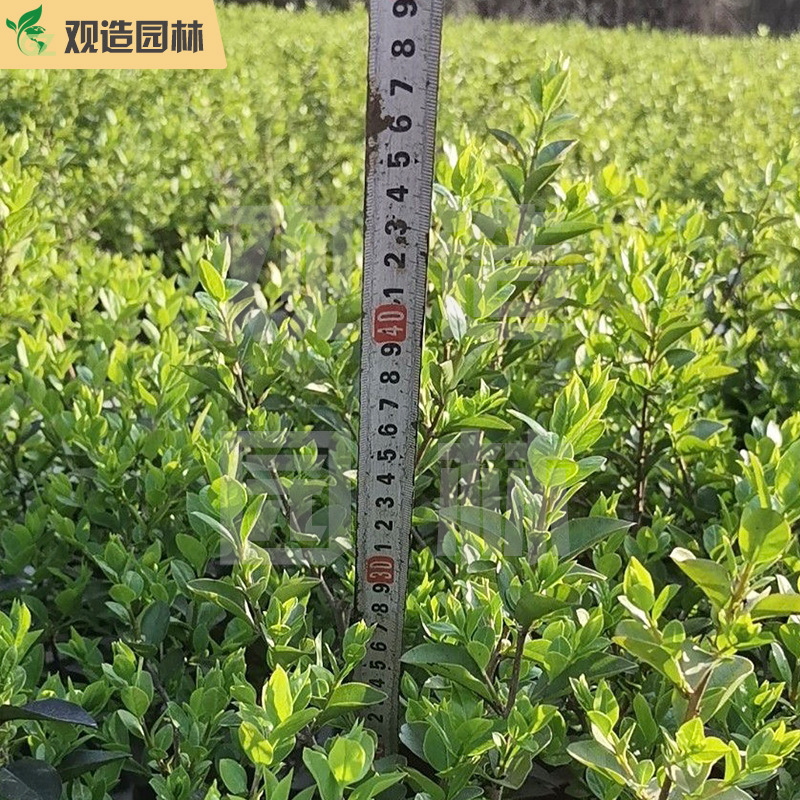 金叶女贞小苗四川庭院别墅绿化带工程四季常青绿植金叶植物篱