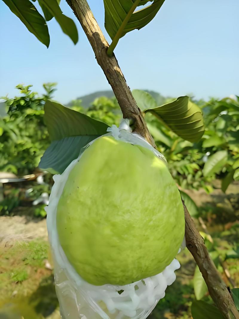 精品芭乐，对接各大商超市场电商一件代发工厂果汁片。