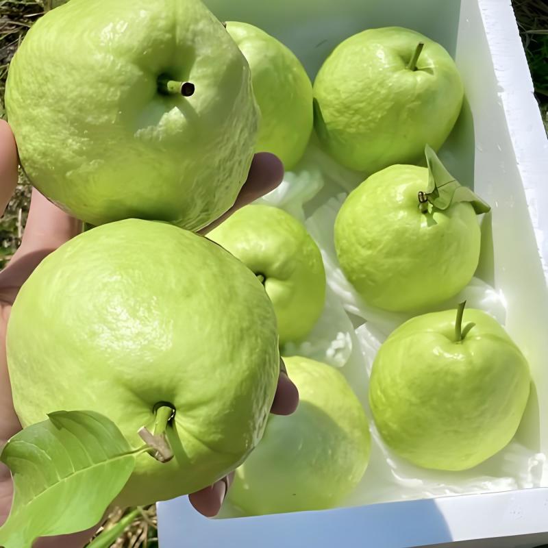 精品芭乐，对接各大商超市场电商一件代发工厂果汁片。