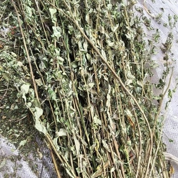 野生牛至，有根无根都有货，欢迎光临