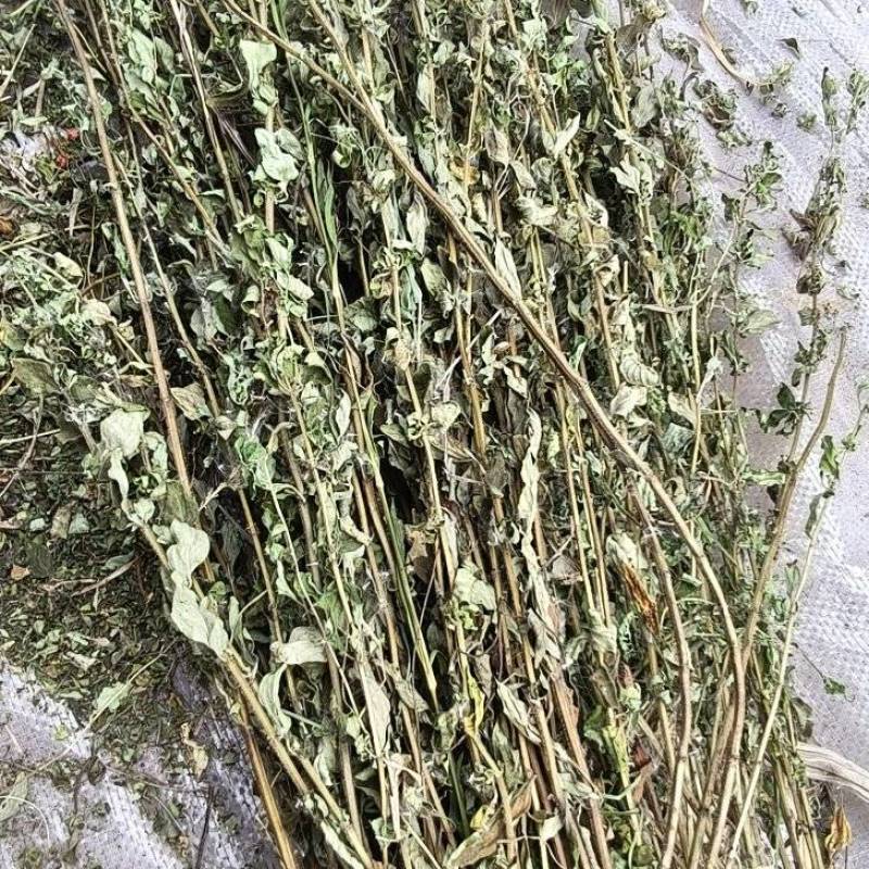 野生牛至，有根无根都有货，欢迎光临
