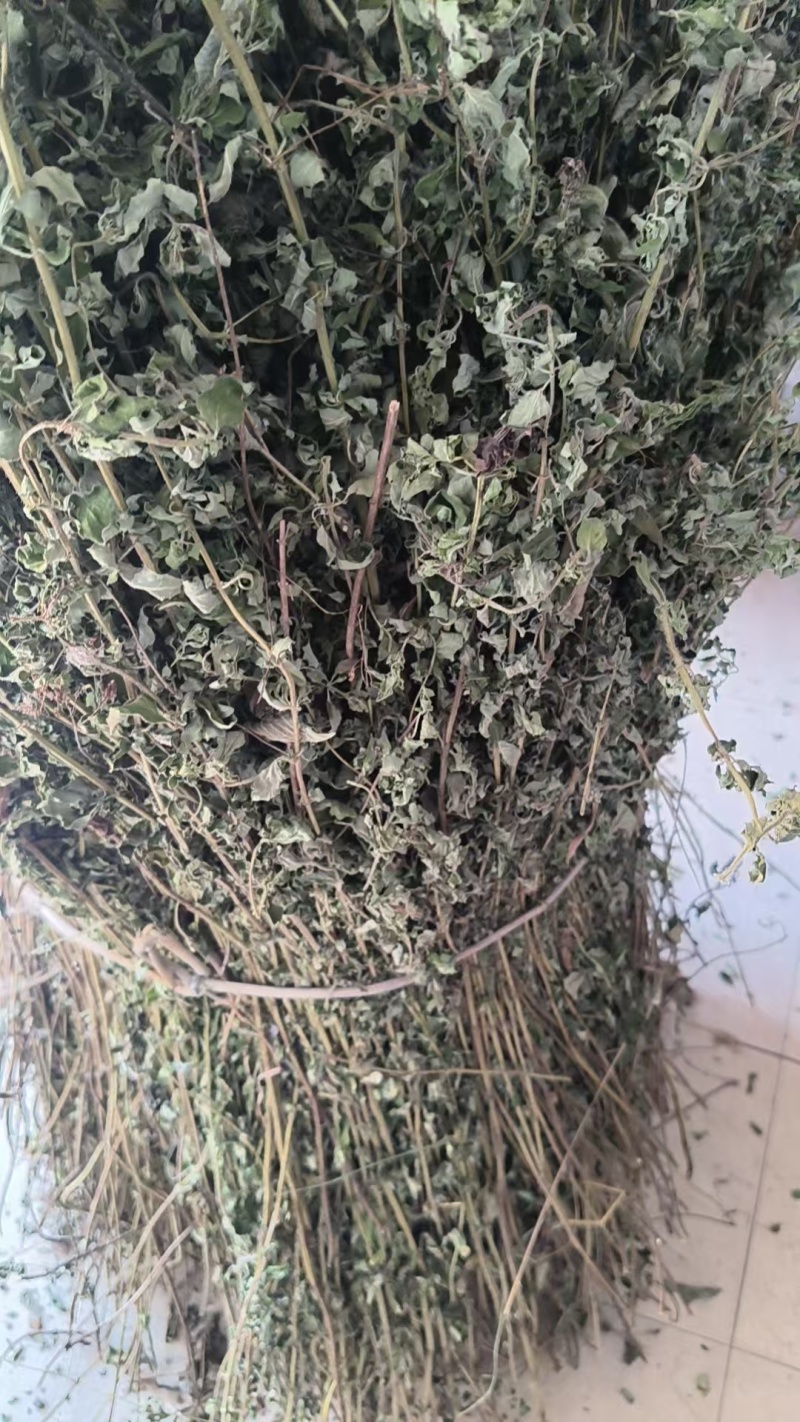 野生牛至，有根无根都有货，欢迎光临