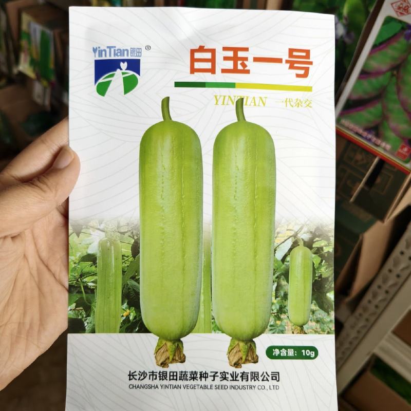 有瓜香味微甜白丝瓜种籽白玉一号丝瓜种子短棒型水瓜种子