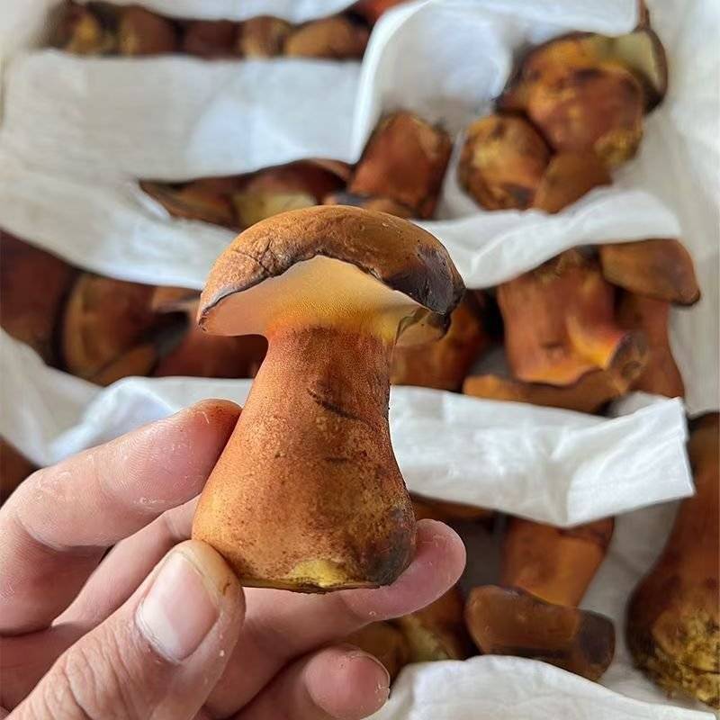 新鲜黄牛肝菌鲜货肉质厚实菌香浓现摘现发