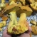 新鲜黄牛肝菌鲜货肉质厚实菌香浓现摘现发