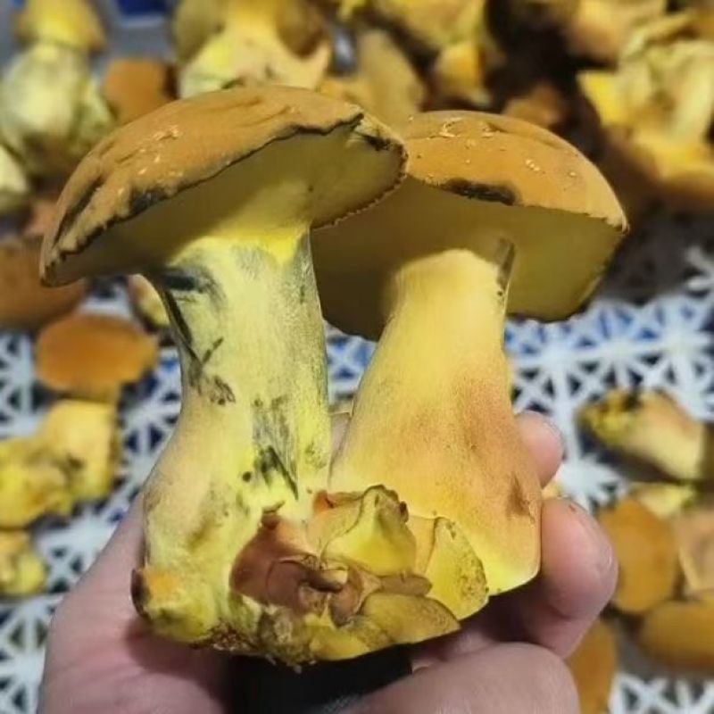 新鲜黄牛肝菌鲜货肉质厚实菌香浓现摘现发