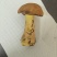 新鲜黄牛肝菌鲜货肉质厚实菌香浓现摘现发