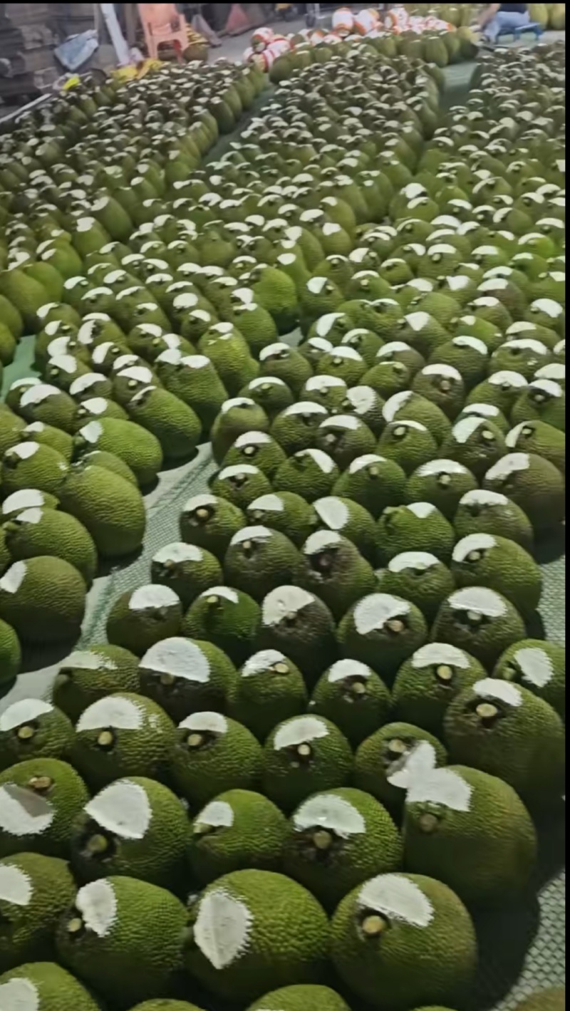海南泰8红肉菠萝蜜