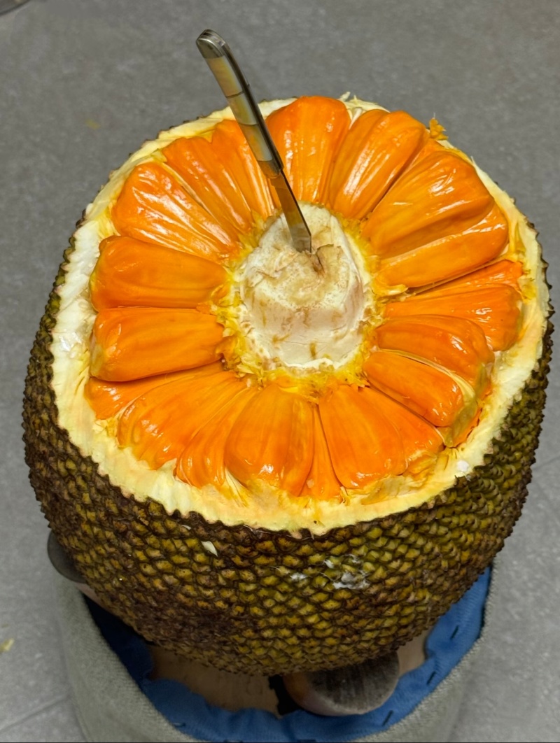海南泰8红肉菠萝蜜