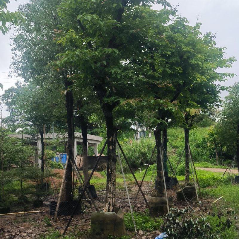大叶紫薇8-14公分