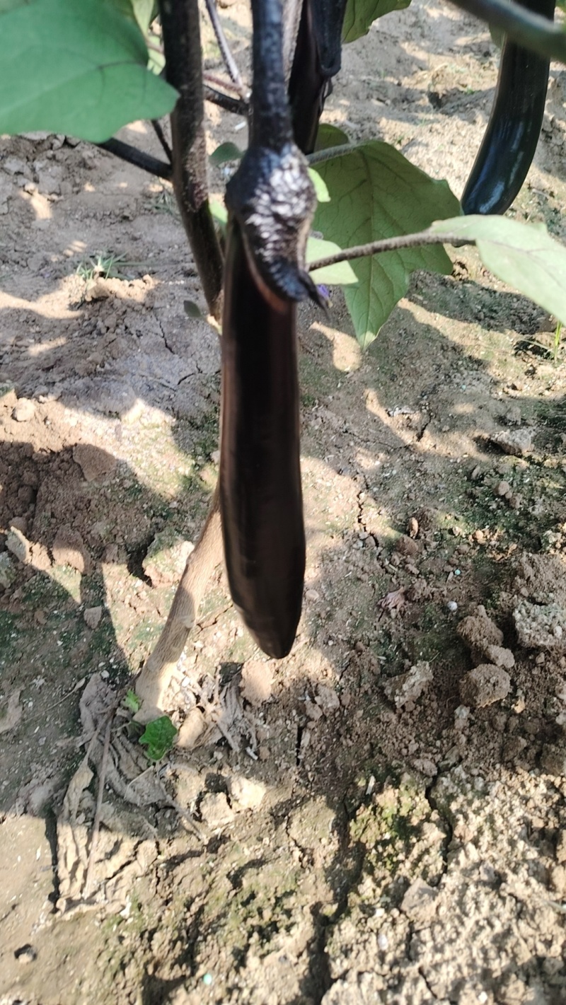 紫把茄子大量上市产地直发现摘现发欢迎超市团购电商平台采购