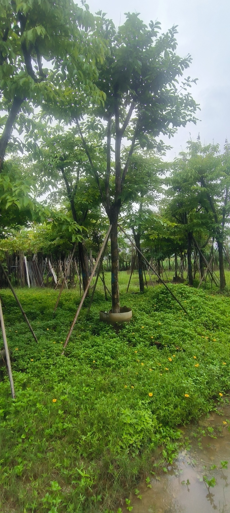 大叶紫薇8-14公分