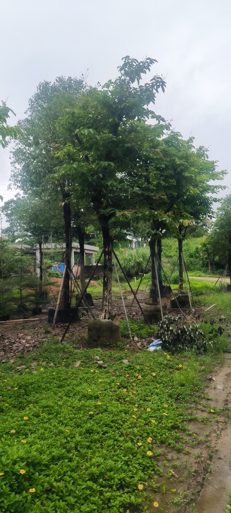 大叶紫薇8-14公分