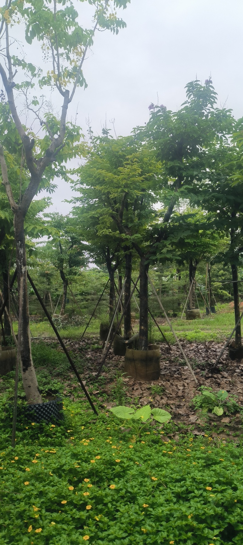大叶紫薇8-14公分