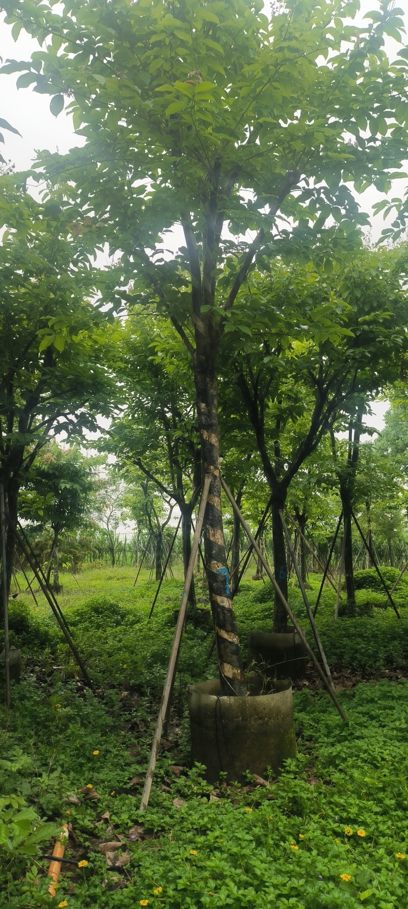 大叶紫薇8-14公分