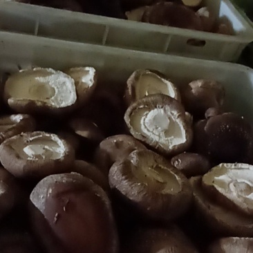 精品大片香菇产地直发品质优秀欢迎老板咨询