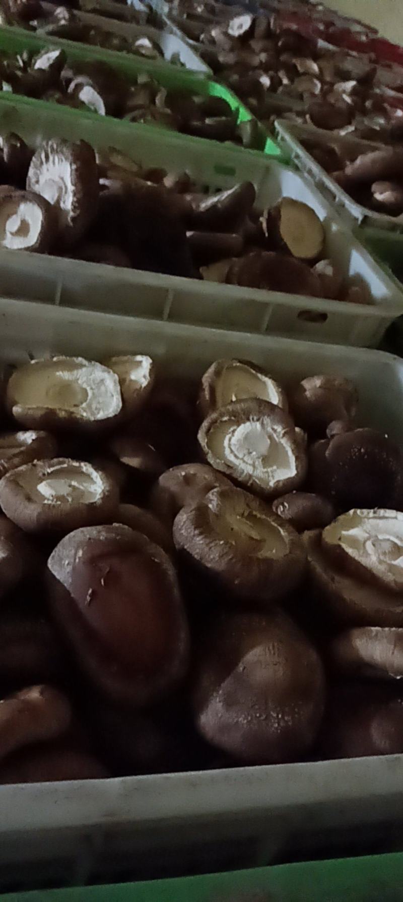 精品大片香菇产地直发品质优秀欢迎老板咨询
