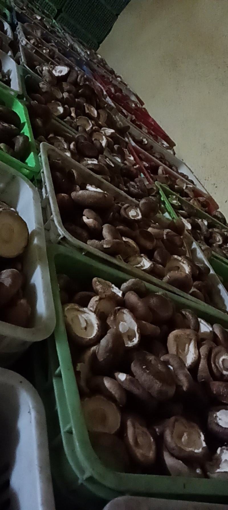 精品大片香菇产地直发品质优秀欢迎老板咨询