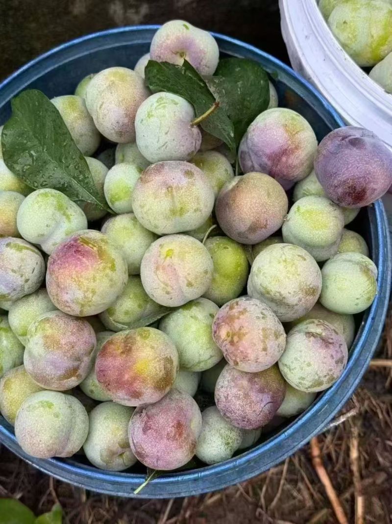 半边红李子，大量上市，产地供应，云南绥江原产地，承接代办