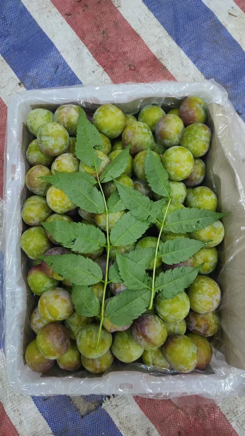 半边红李子，大量上市，产地供应，云南绥江原产地，承接代办
