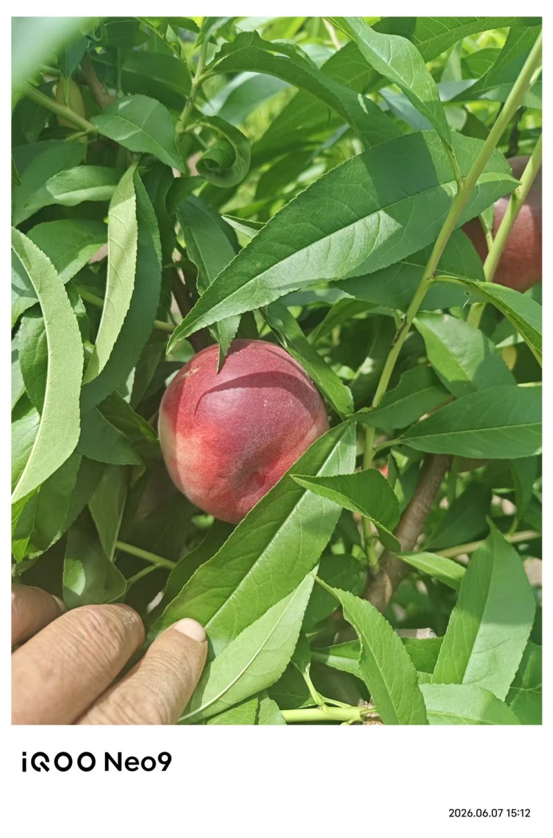 水蜜桃