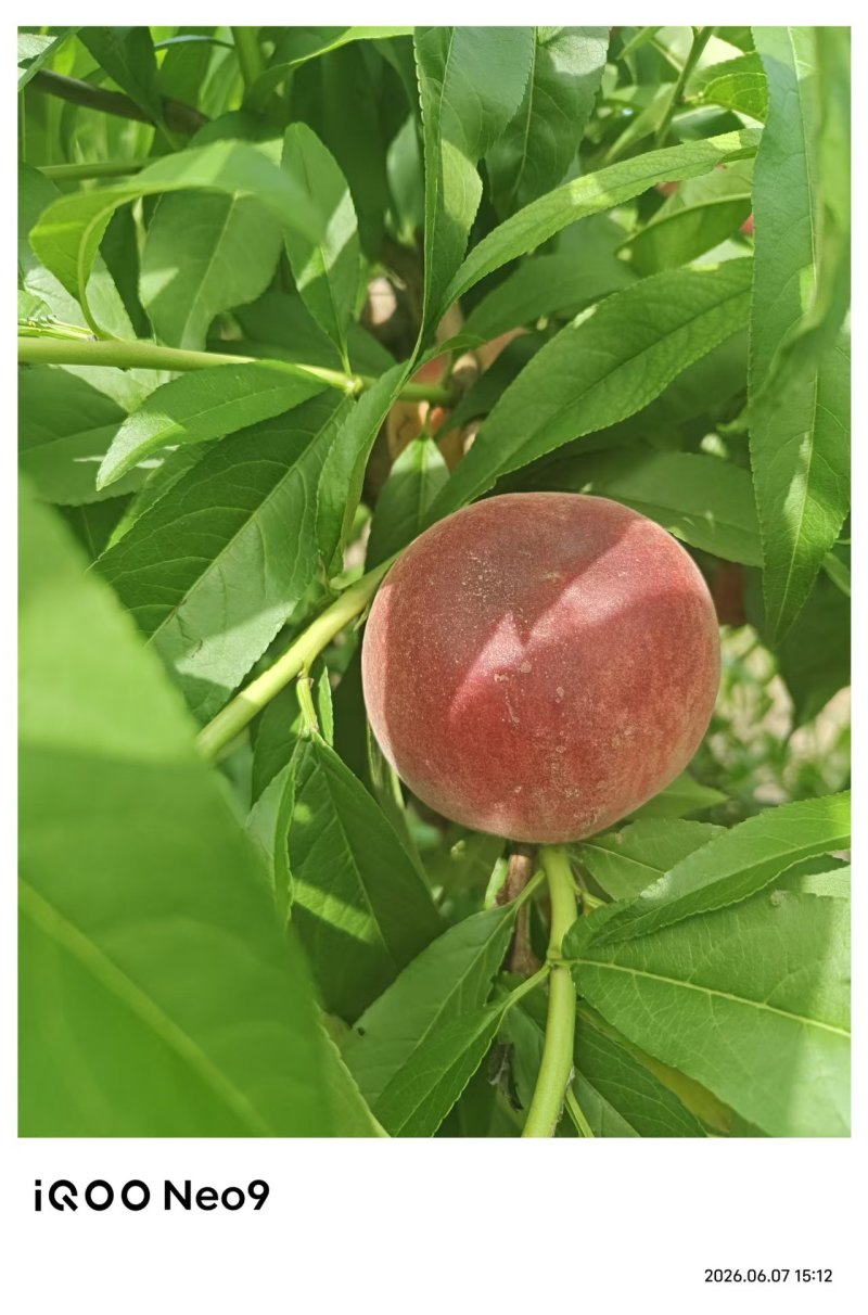水蜜桃