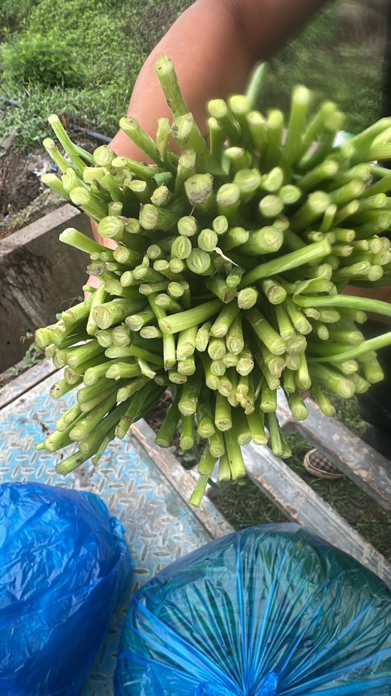 上海金山区。养根头刀韭菜.精品.精品.精品.