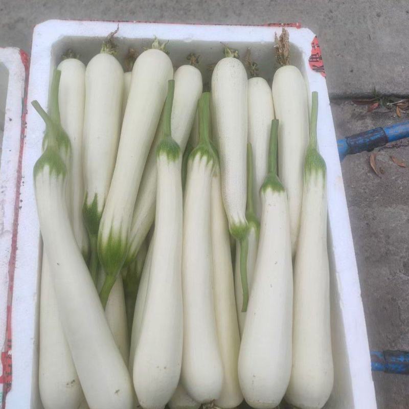 白玉丝瓜