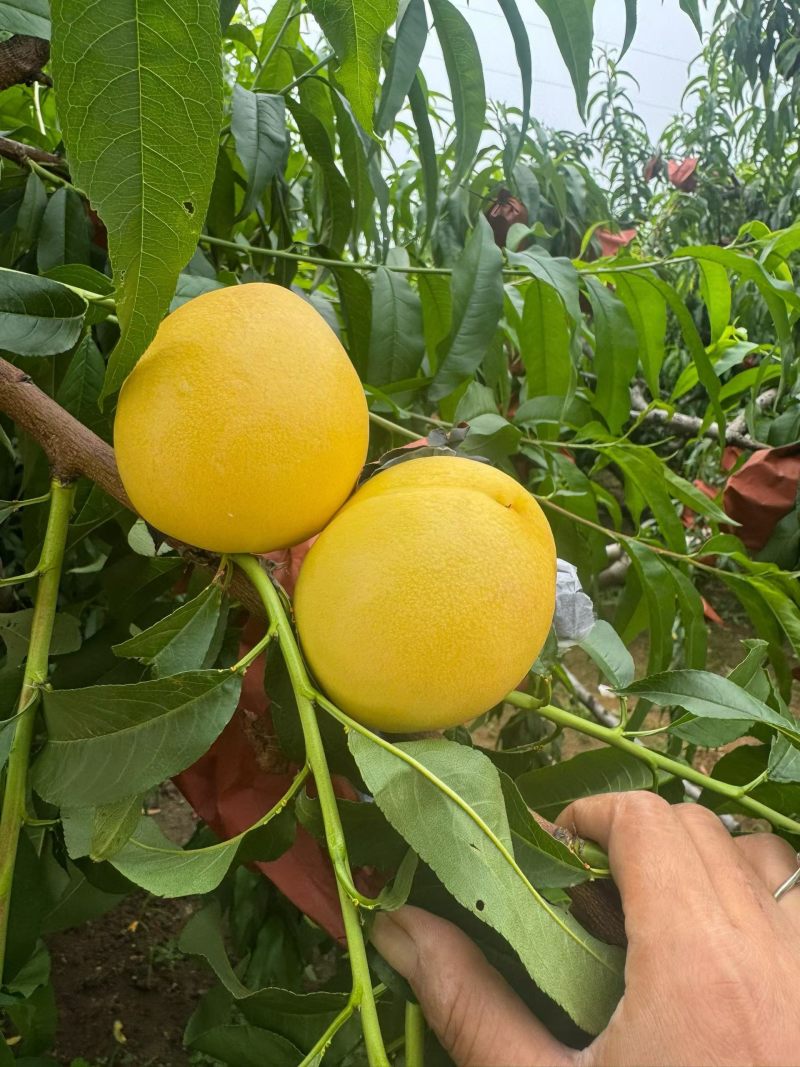 红油黄油大量上市