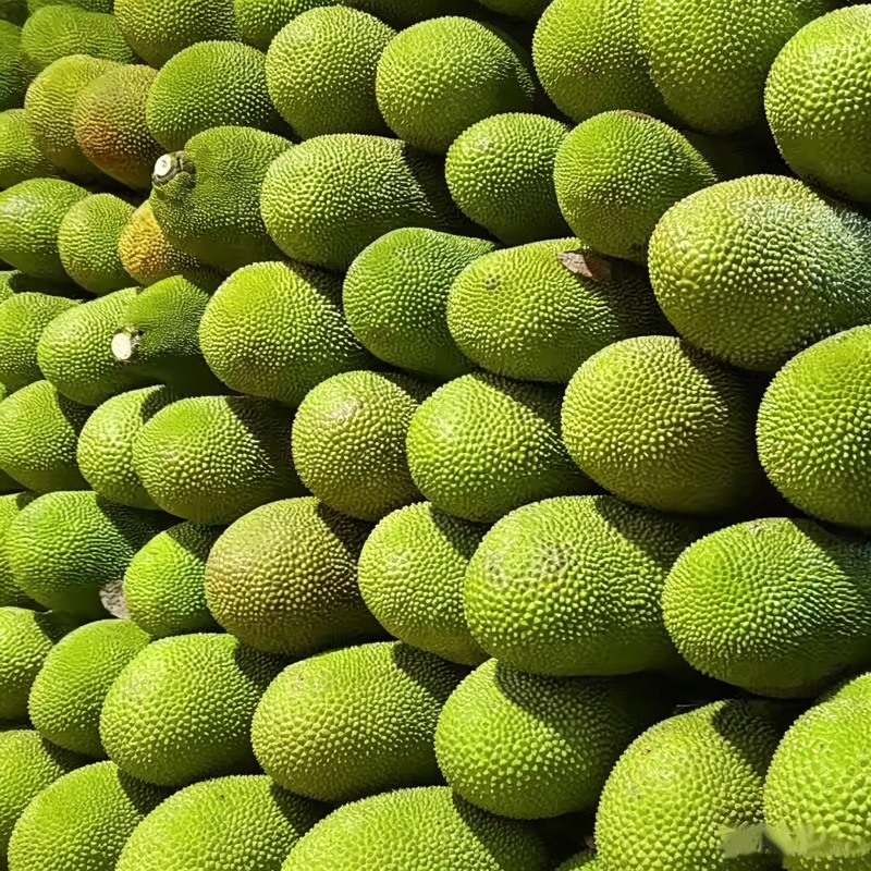 海南马来西亚1号黄肉菠萝蜜