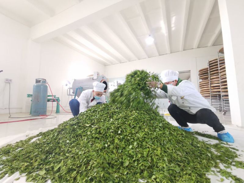 山西药茶连翘茶叶种植，全国供货，产地直发，品质保障，欢迎