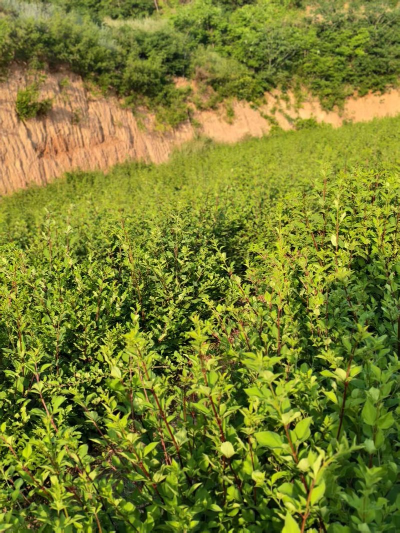 山西药茶连翘茶叶种植，全国供货，产地直发，品质保障，欢迎