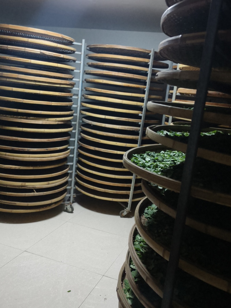 山西药茶连翘茶叶种植，全国供货，产地直发，品质保障，欢迎