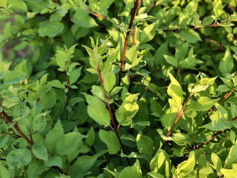 山西药茶连翘茶叶种植，全国供货，产地直发，品质保障，欢迎
