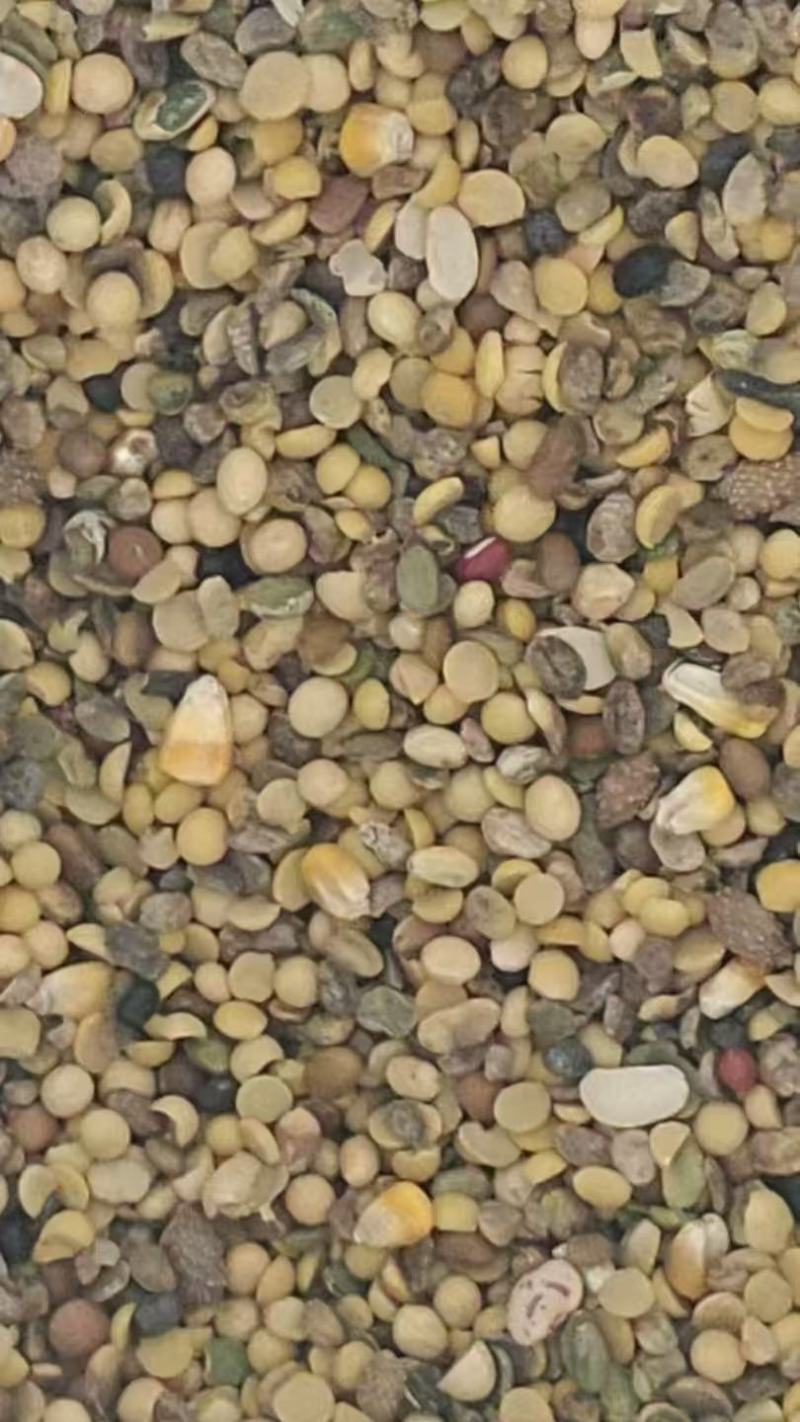种地碎黄豆