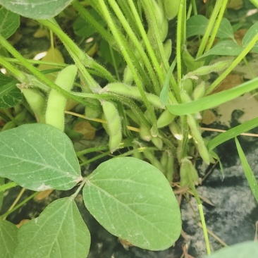 翠绿宝毛豆