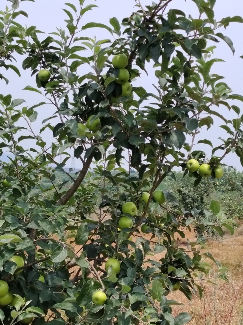 南阳本地华硕苹果