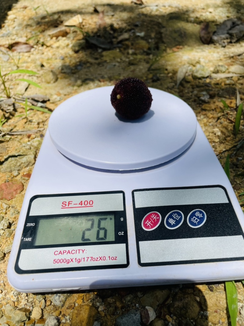 泰顺百丈东魁杨梅28-30g特大精品果日出1000斤