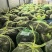 【推荐】现货2026年江苏六月黄大闸蟹鲜活,满黄全国发货