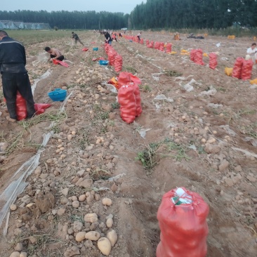 大荔土地精品大沃土土豆