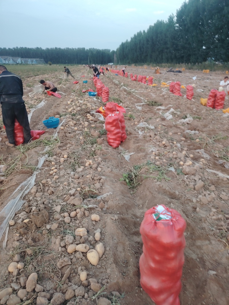 大荔土地精品大沃土土豆