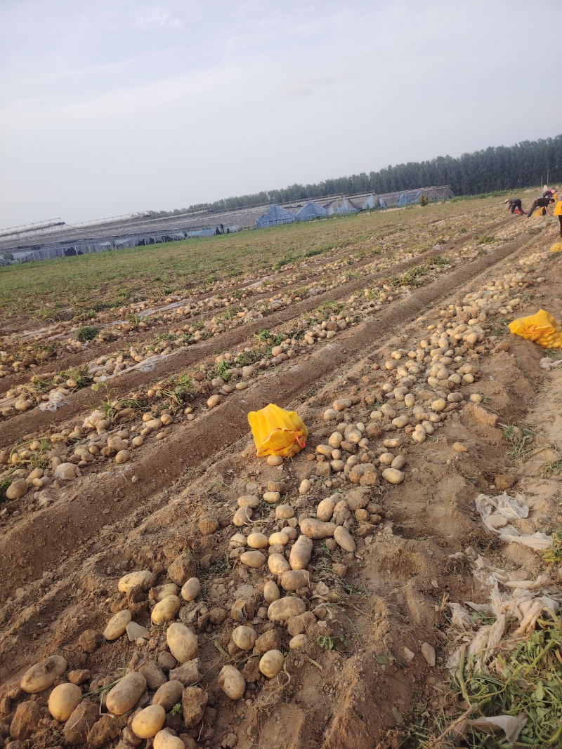 大荔土地精品大沃土土豆