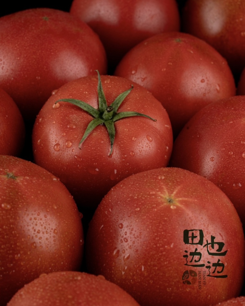 河北冷凉带铁球西红柿现摘现发