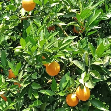 夏橙