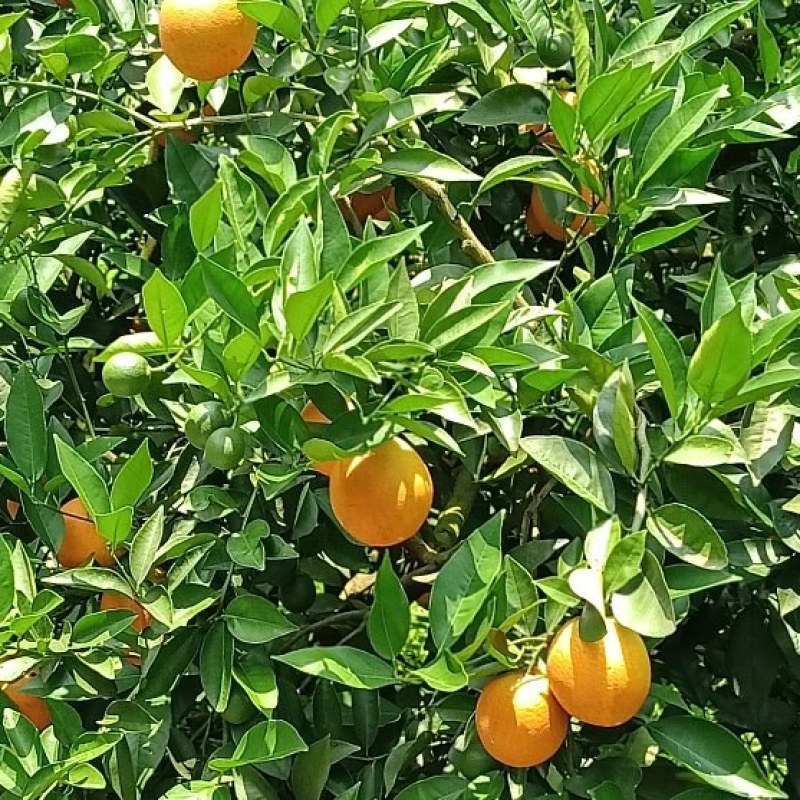 夏橙
