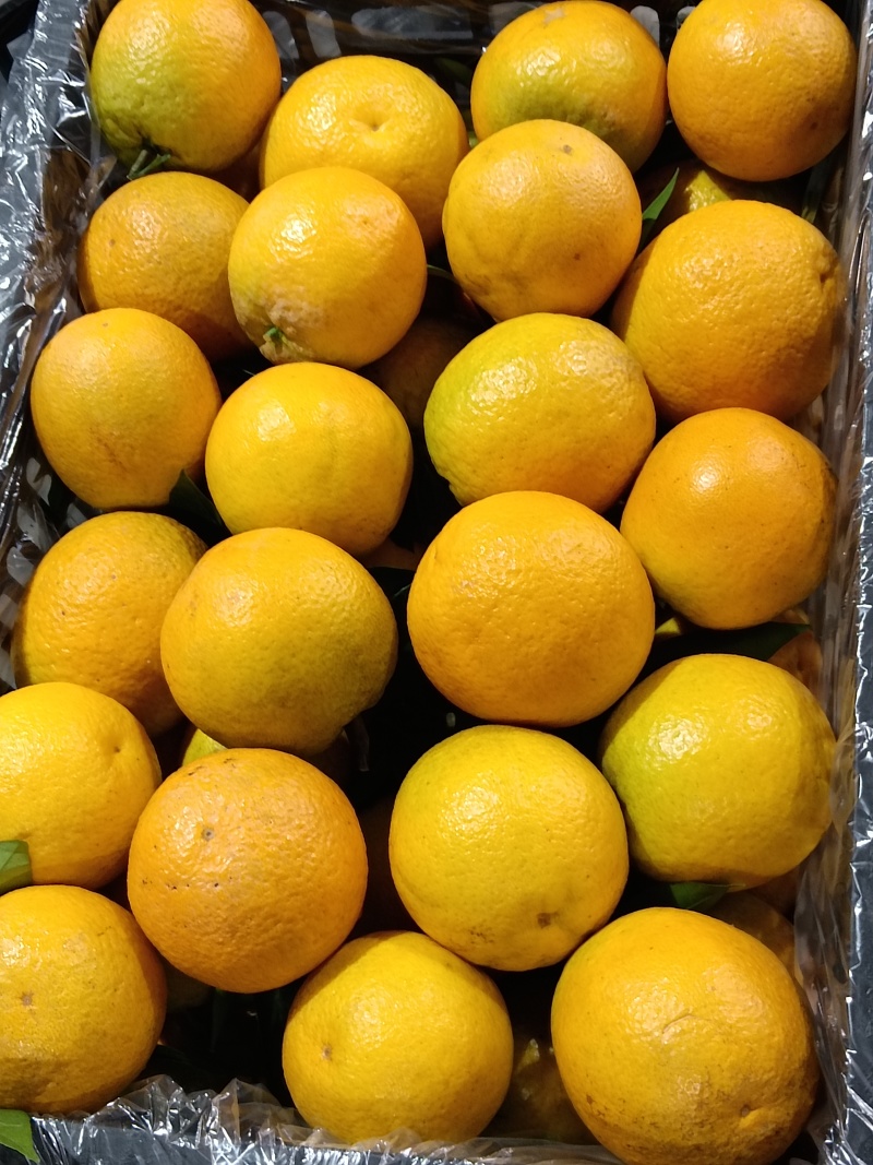 夏橙